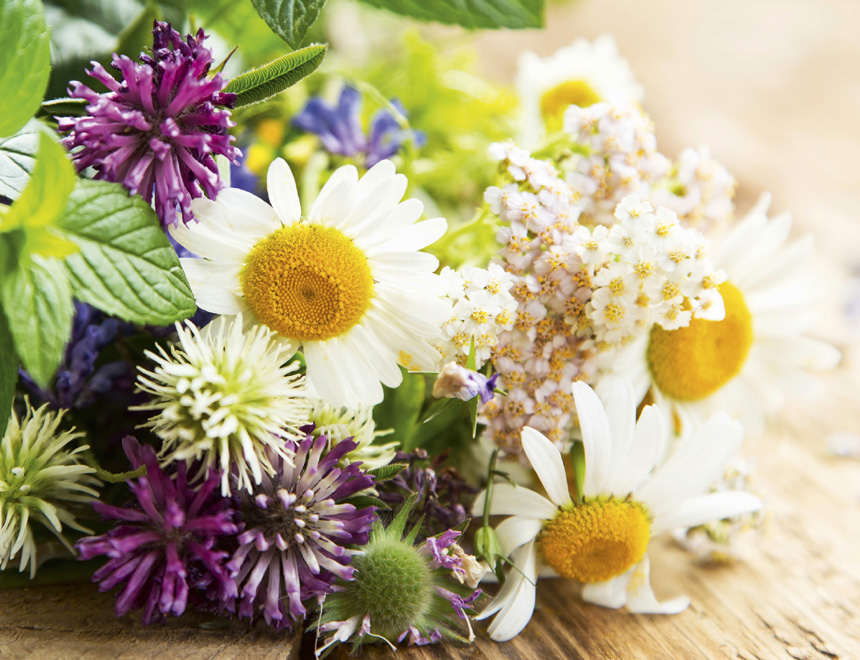 Homoeopathie Pflanzenheilkunde Foto